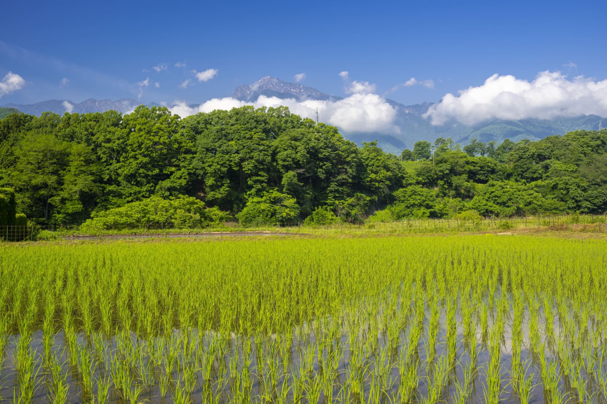 窓の外ののどかな田園風景