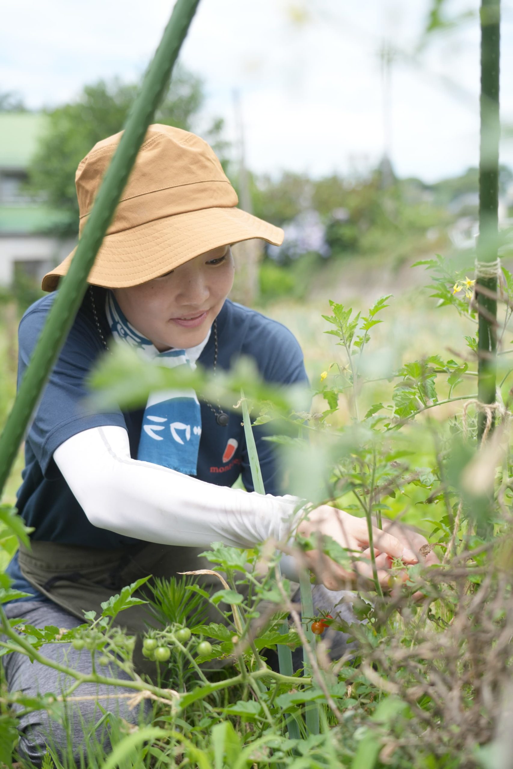 トマトを収穫する女性